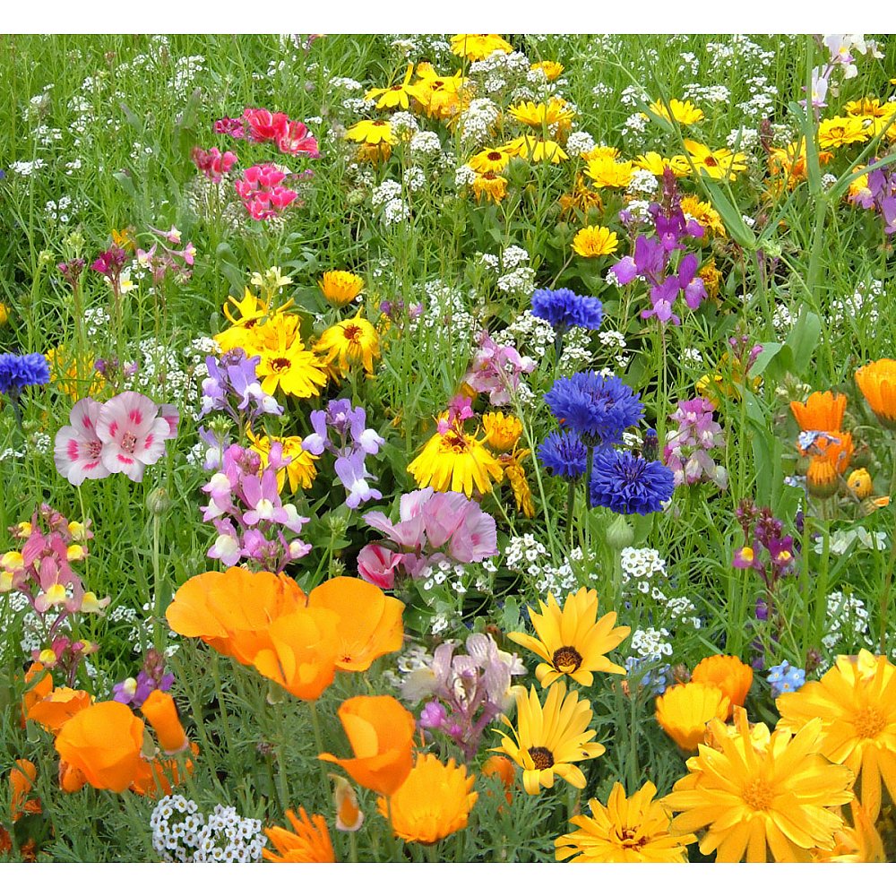 Bee Friendly Wildflower Mix - Bumblebee Conservation Trust